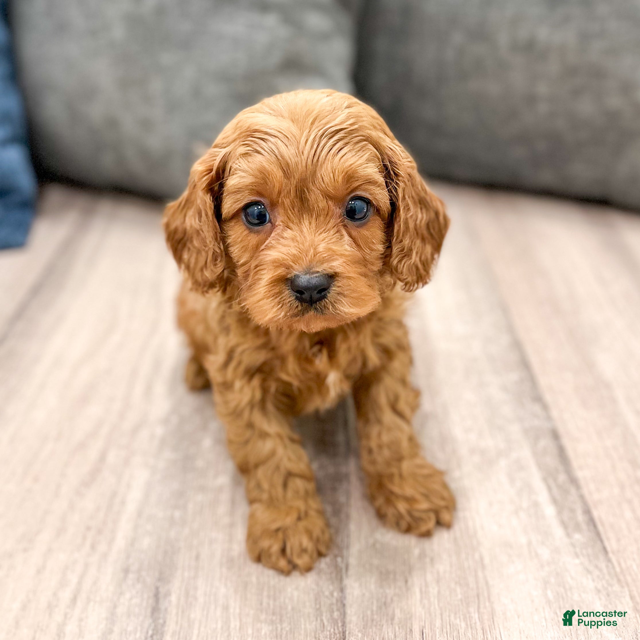 Cavapoo dogs Duke - Ad 2