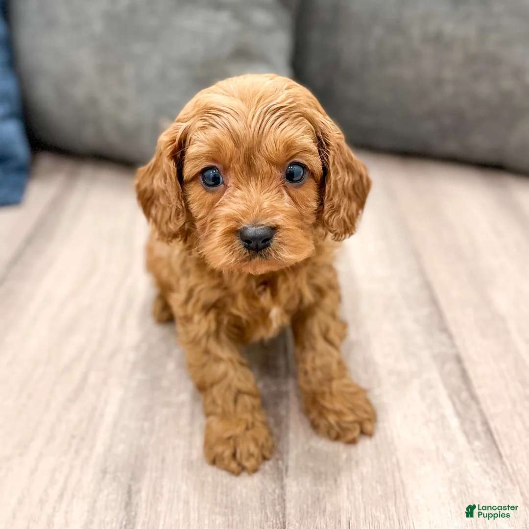 Cavapoo dogs for sale: Duke - Ad 2