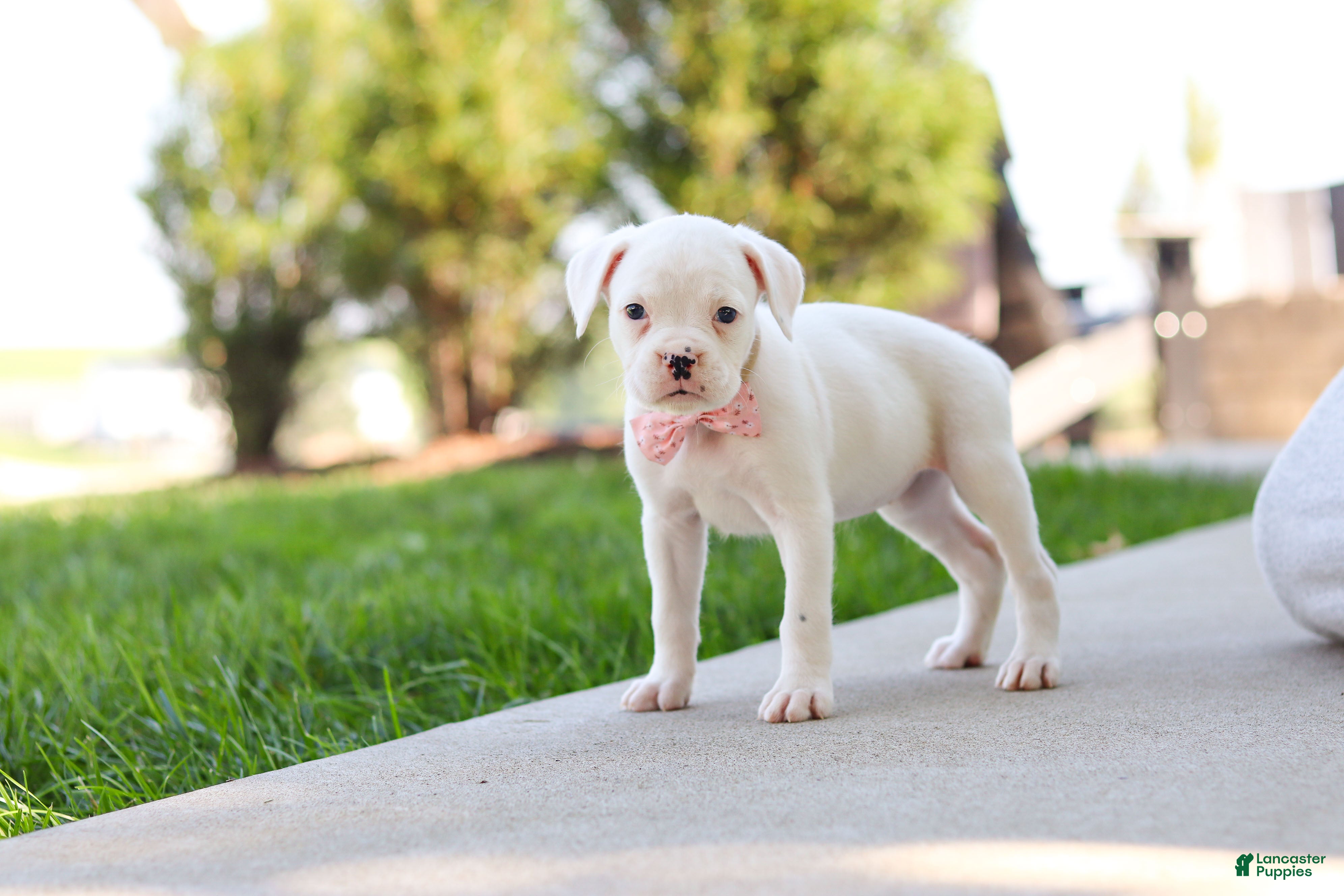 Boxer dogs Lexie - Ad 2