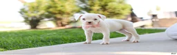 Boxer dogs for sale: Lexie - Ad 2
