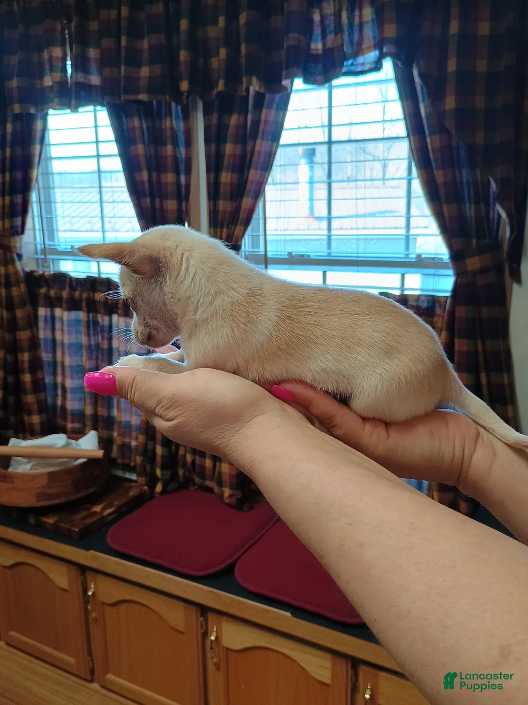 Chihuahua dogs for sale: Daisy t-cup  - Ad 2