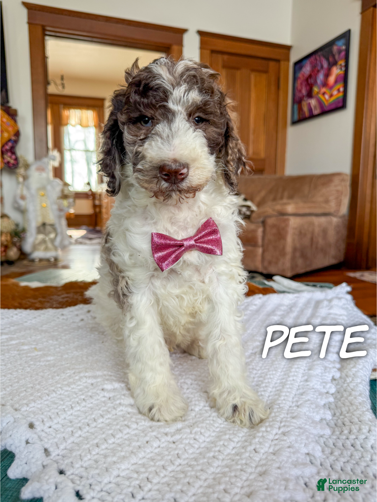 Mixed Breed dogs Pete - Ad 40