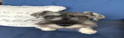 Miniature Schnauzer dogs for sale: Roo - Ad 6