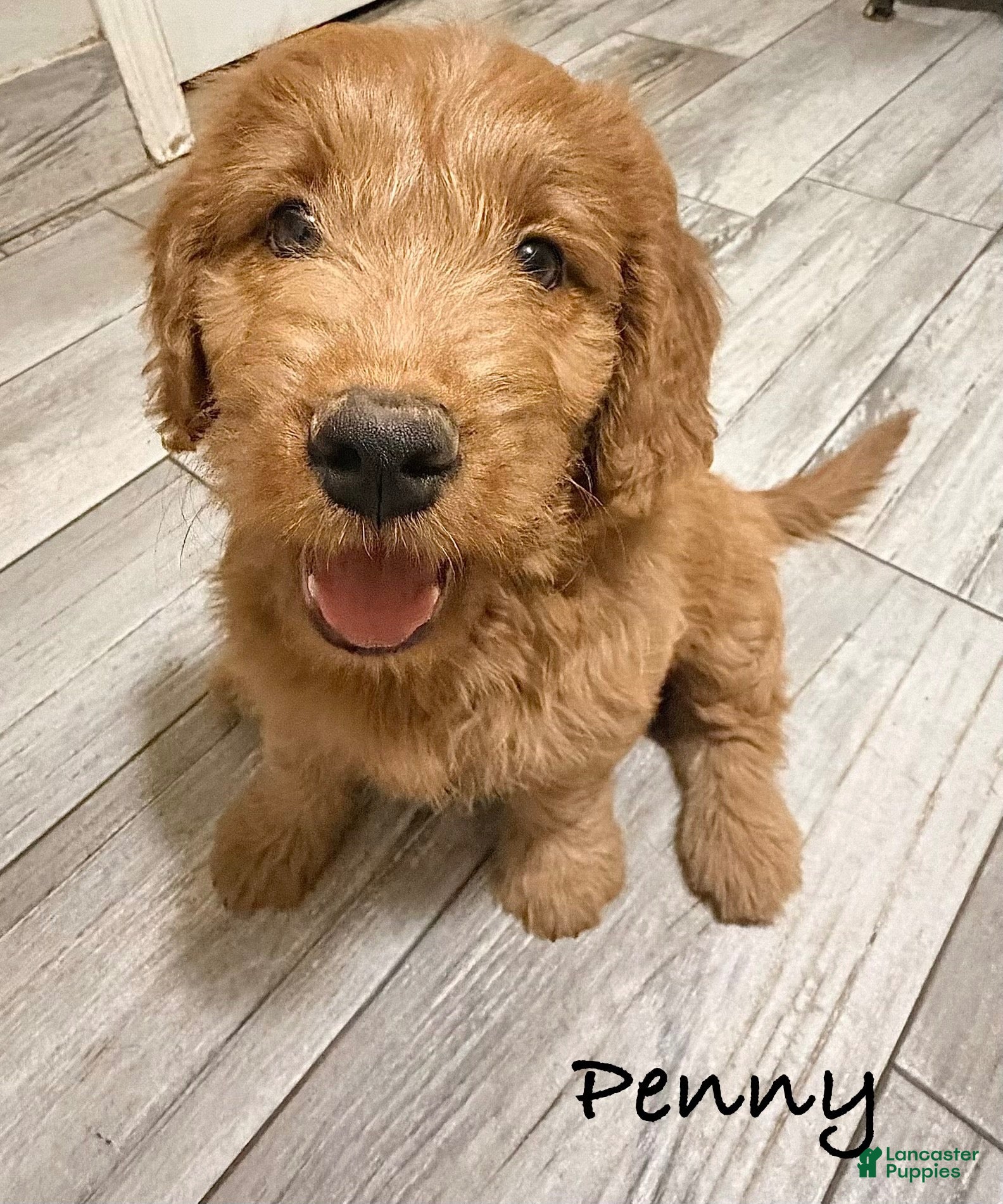 Mini Goldendoodle dogs for sale: Mini Goldendoodle 3 - Ad 12