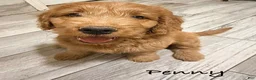 Mini Goldendoodle dogs for sale: Mini Goldendoodle 3 - Ad 1