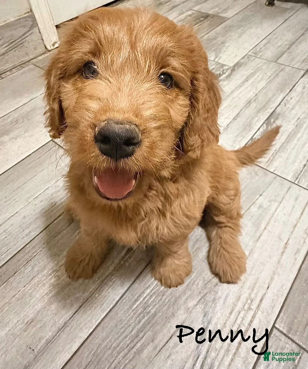 Mini Goldendoodle dogs for sale: Mini Goldendoodle 3 - Ad 1