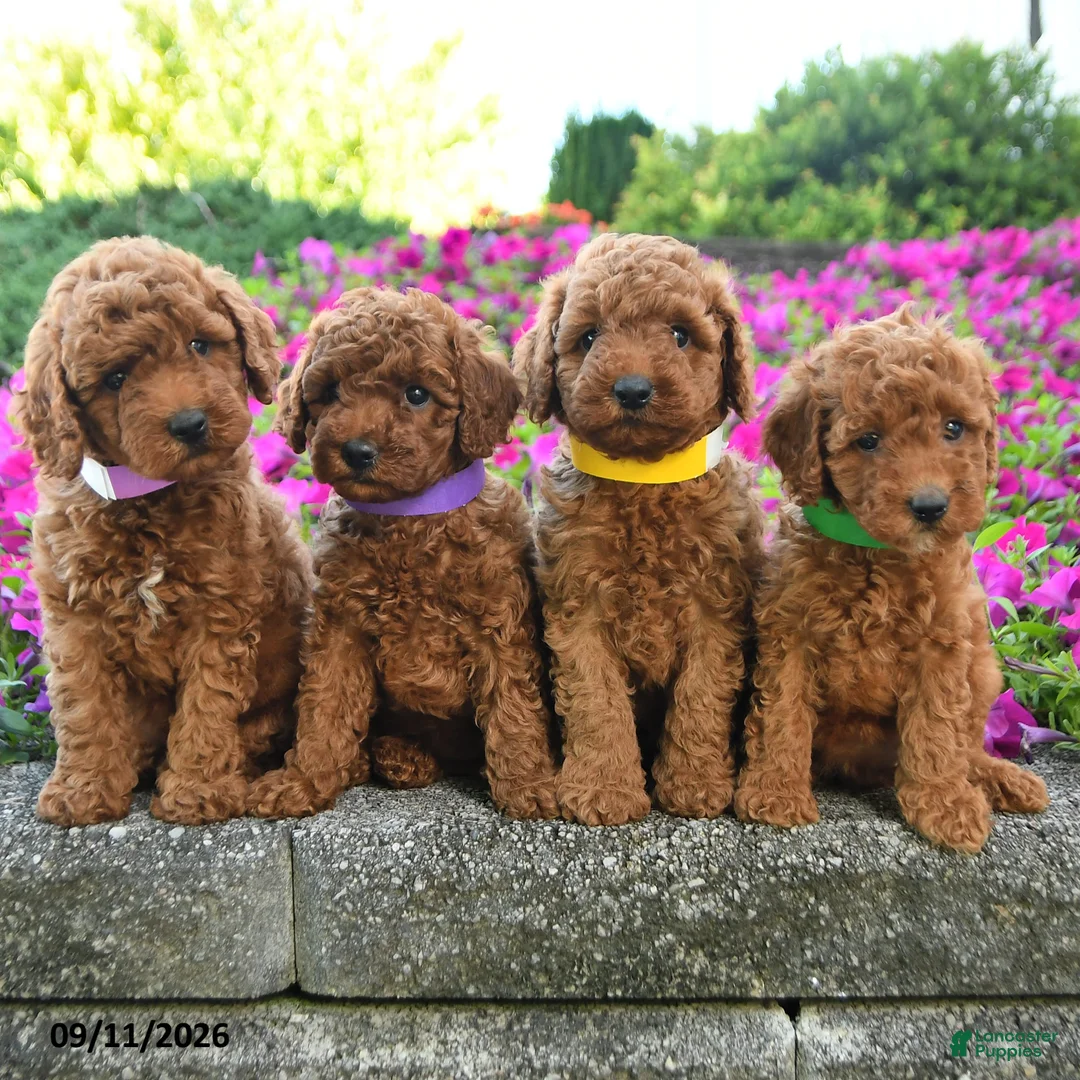 Miniature Poodle dogs for sale: Koda - Ad 3