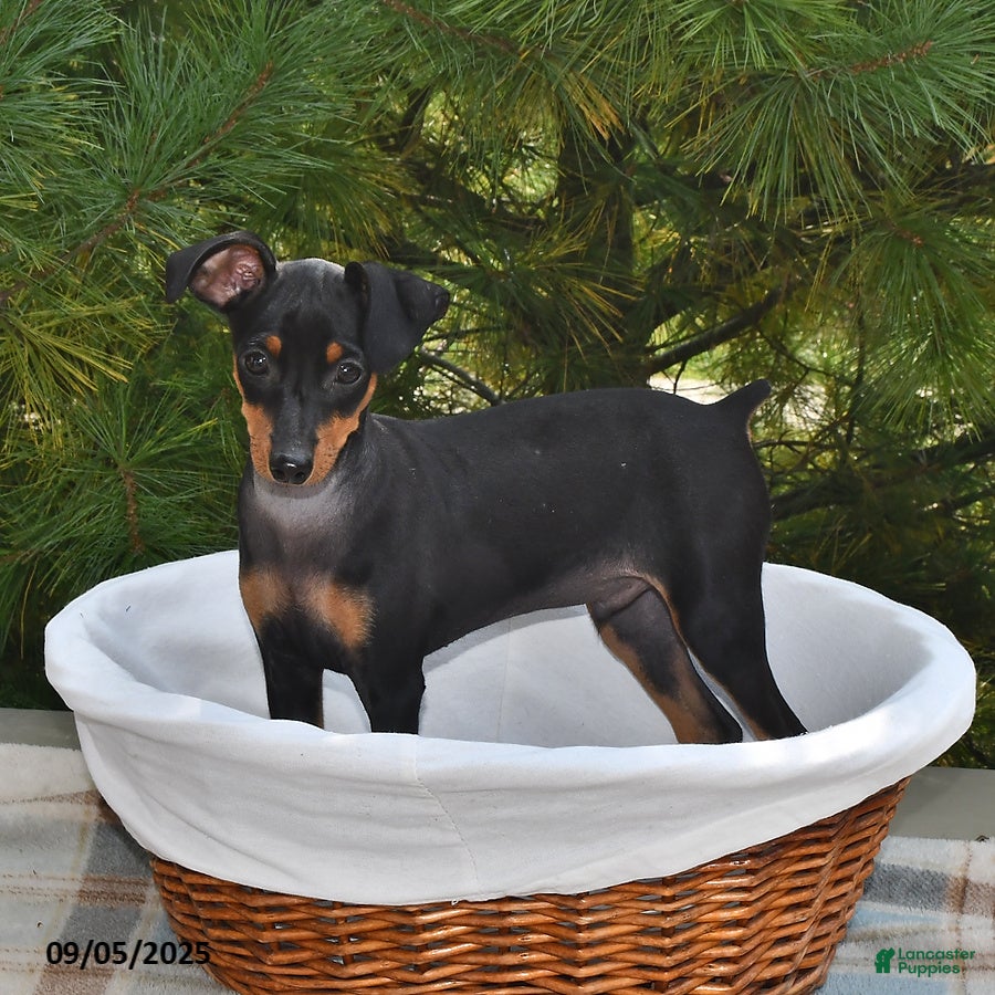 Miniature Pinscher dogs Peanut - Ad 6