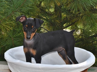 Miniature Pinscher dogs - Ad 8