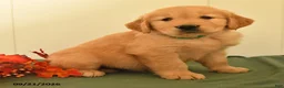 Golden Retriever dogs for sale: Darius - Ad 4