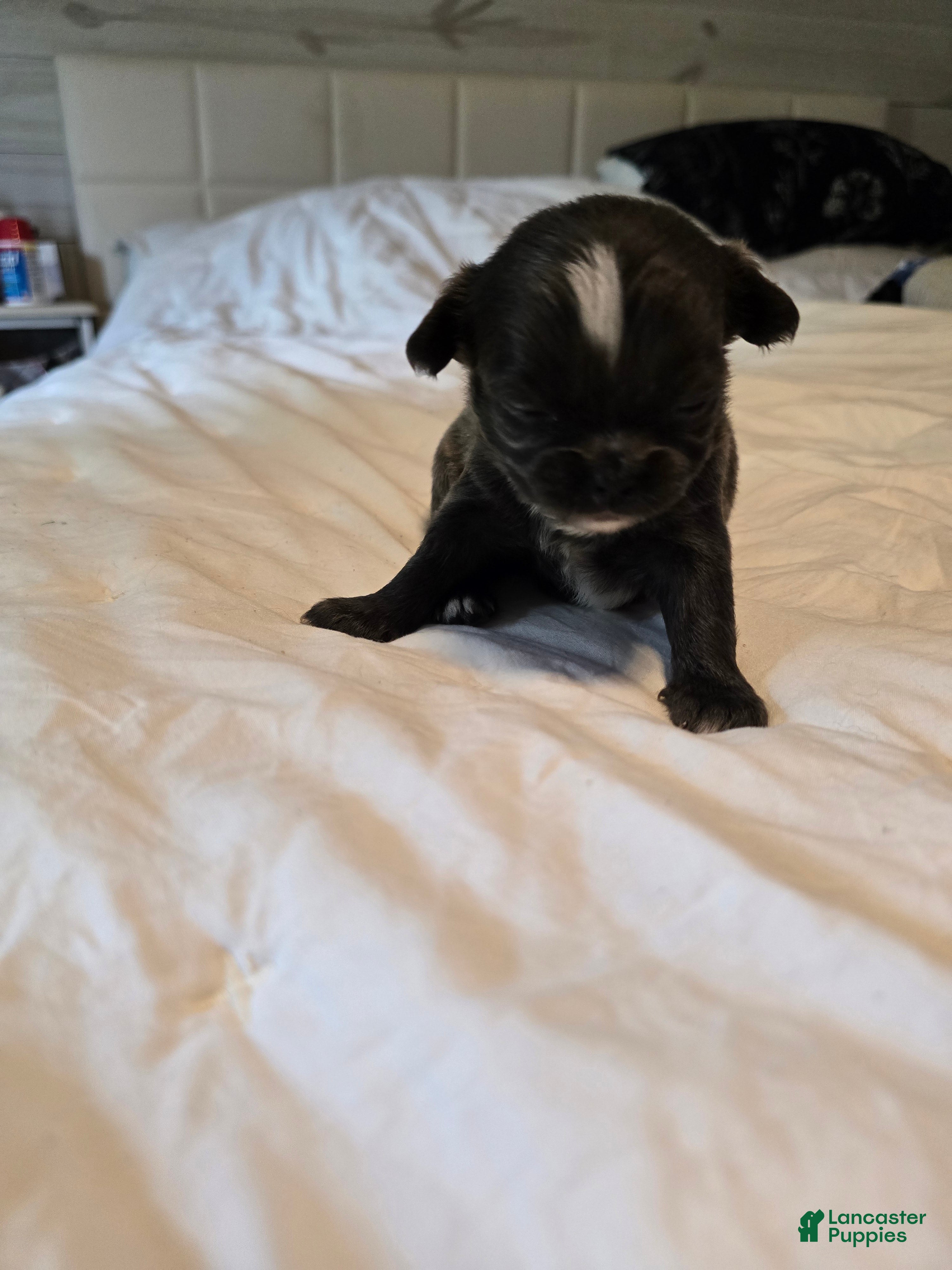Chihuahua dogs for sale: Jill - Ad 2