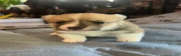 Welsh Corgi Pembroke dogs for sale: Welsh Corgi Pembroke Puppy 6 - Ad 4