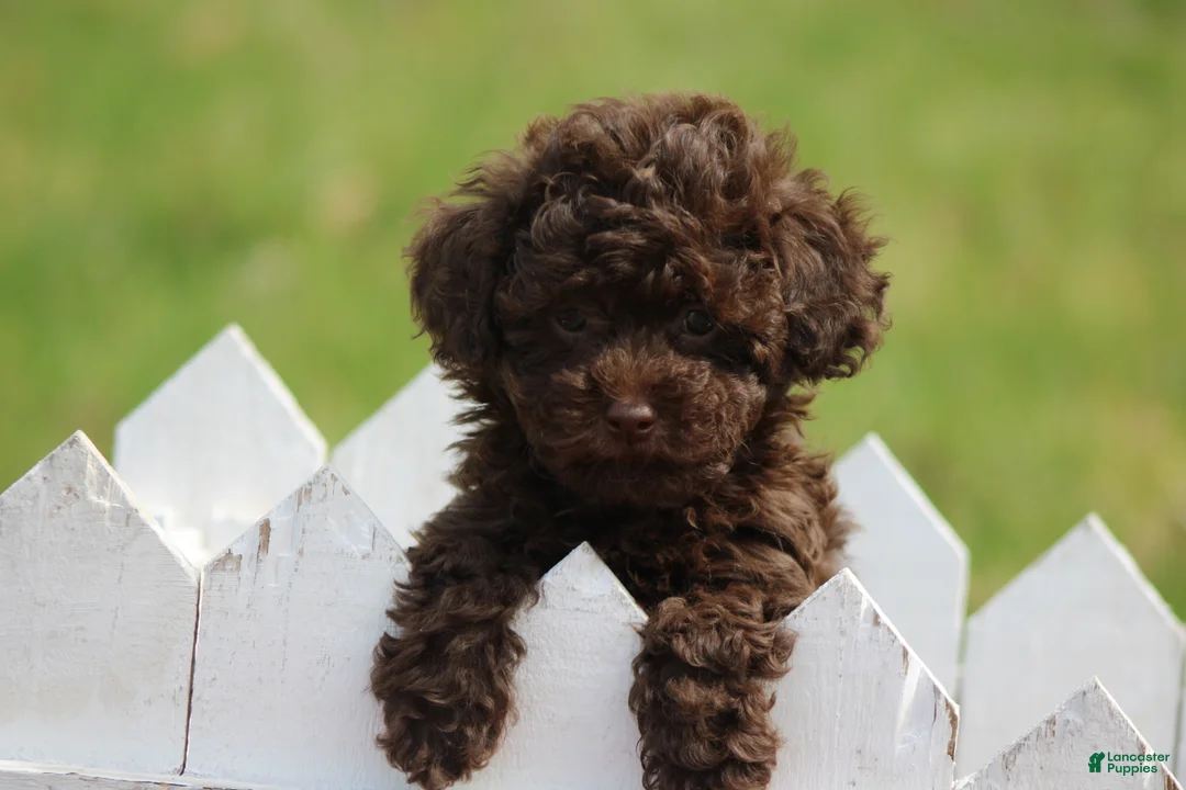 Toy Poodle dogs for sale: Holly - Ad 2