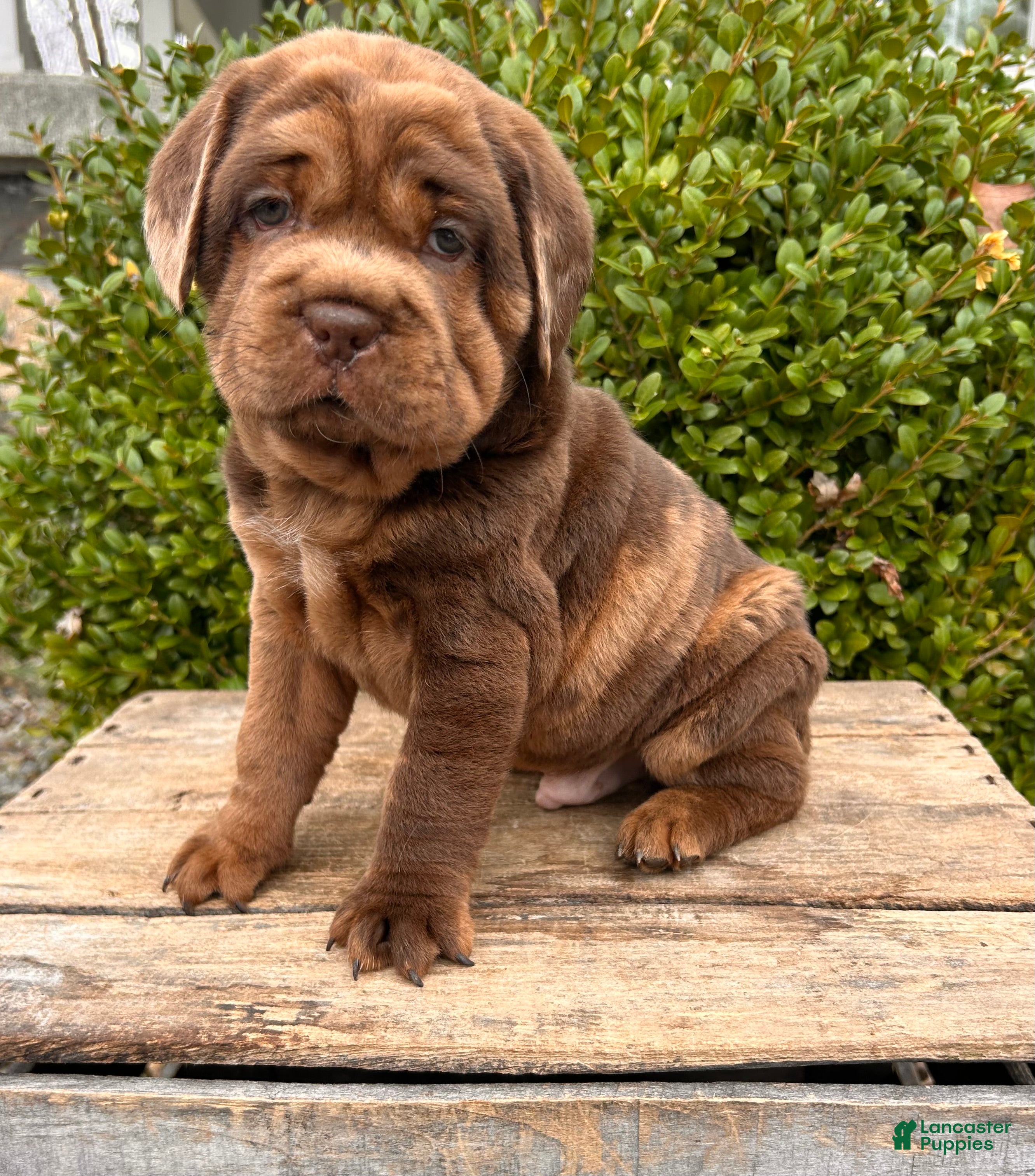 Mini Hippo dogs Ike - Ad 1