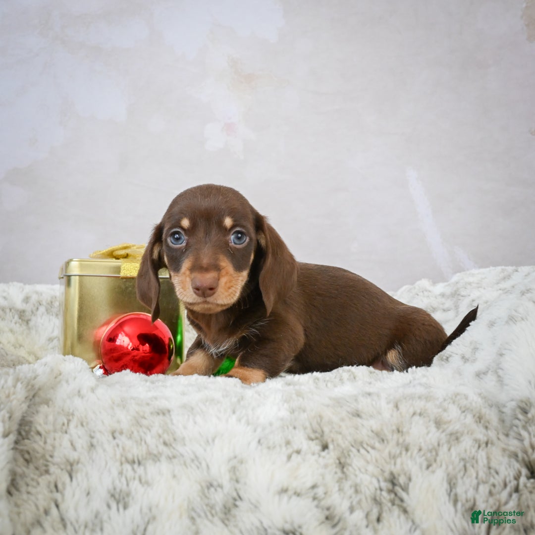 Miniature Dachshund dogs for sale: Maverick - Ad 3