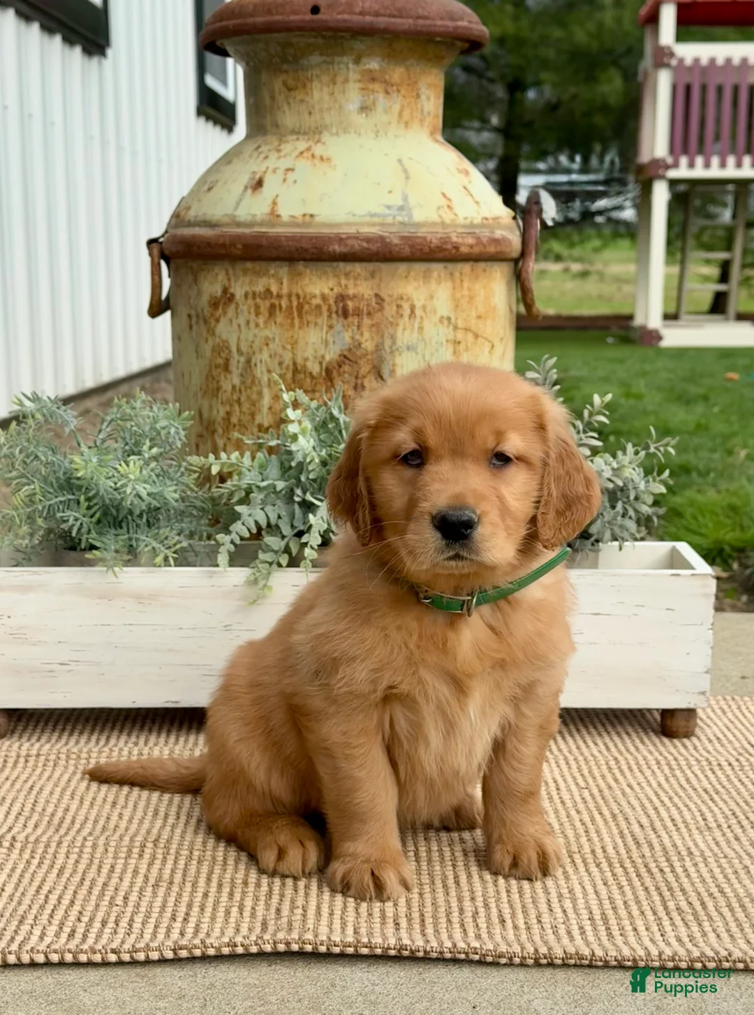 Golden Retriever dogs for sale: Gigi - Ad 1
