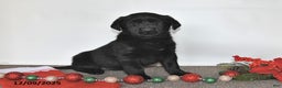 Labrador Retriever dogs for sale: Sue - Ad 3