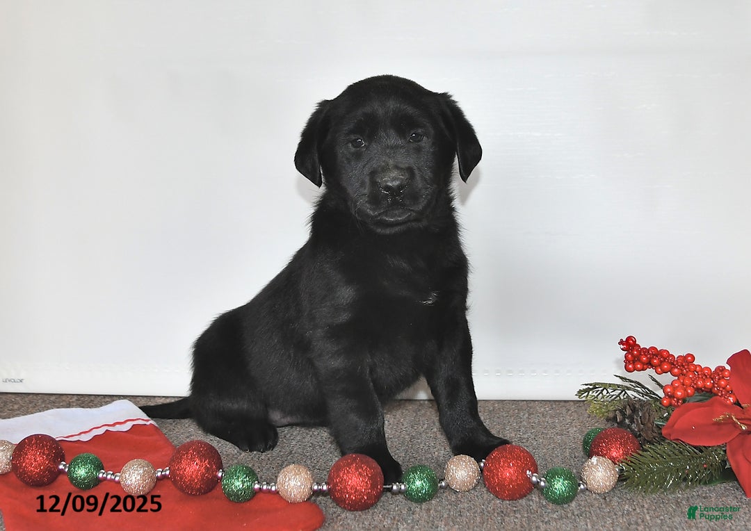 Labrador Retriever dogs for sale: Sue - Ad 3