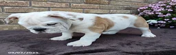 English Bulldog dogs for sale: Rover - Ad 5