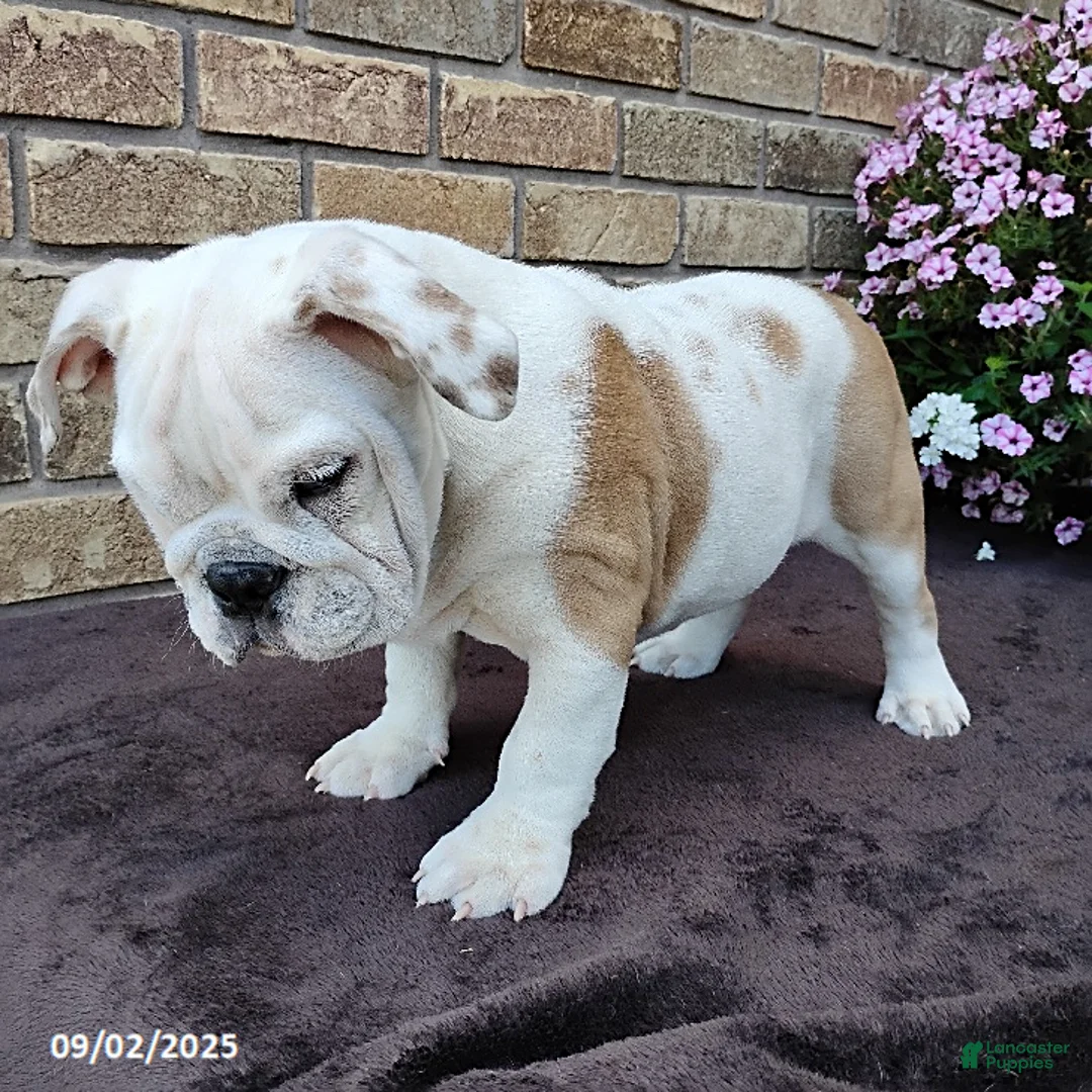 English Bulldog dogs for sale: Rover - Ad 5