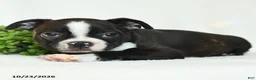 Boston Terrier dogs for sale: Gerldine - Ad 3