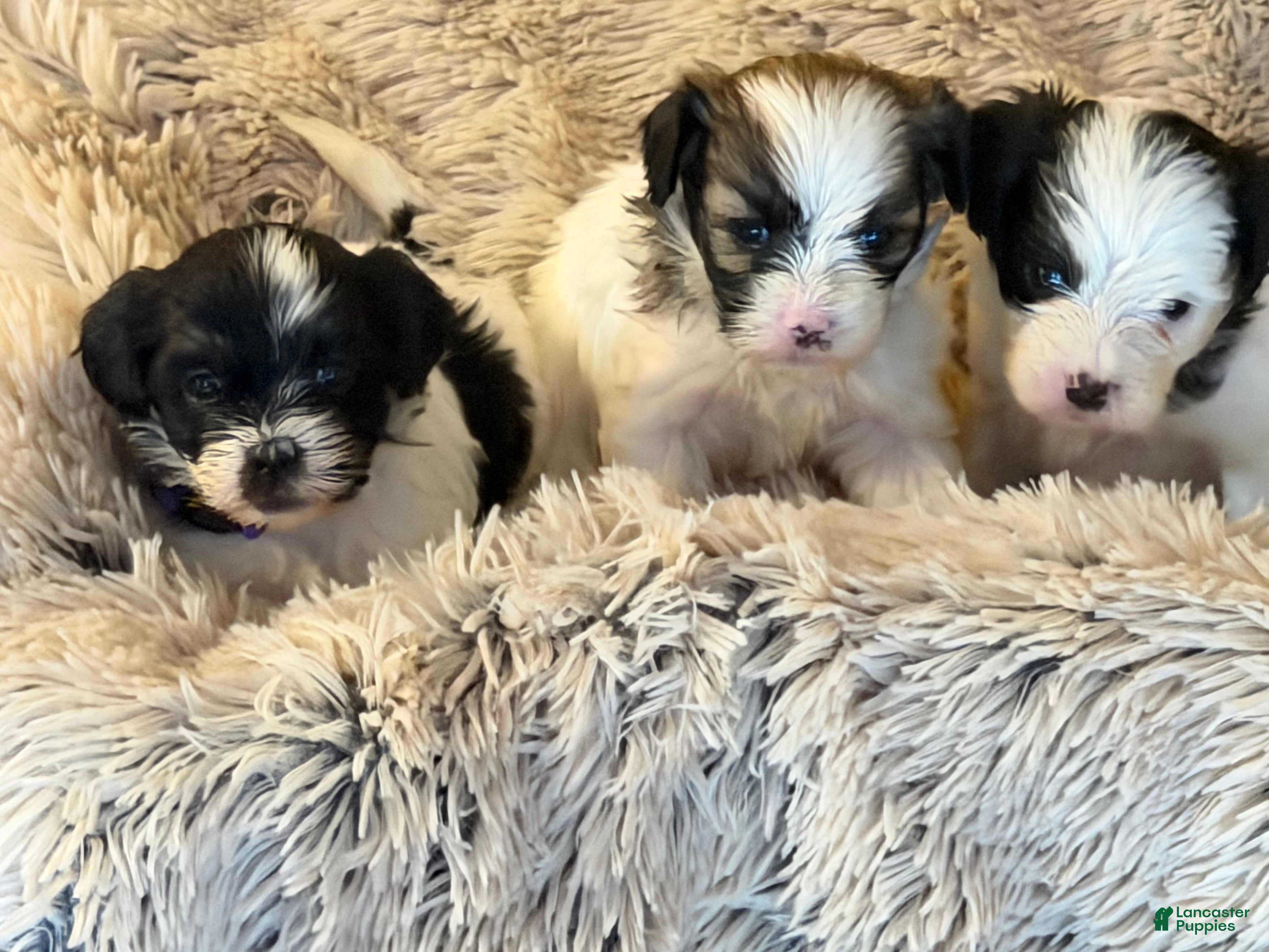 Mixed Breed dogs Mixed Breed Puppy 1 Females left - Ad 2