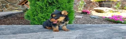 Yorkshire Terrier dogs for sale: Mattie - Ad 4