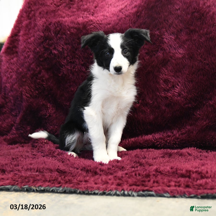 Border Collie dogs Tiny - Ad 2