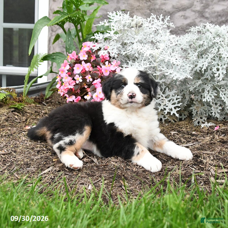 Australian Shepherd dogs Lucy - Ad 2
