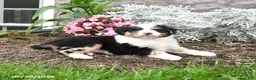 Australian Shepherd dogs for sale: Lucy - Ad 2