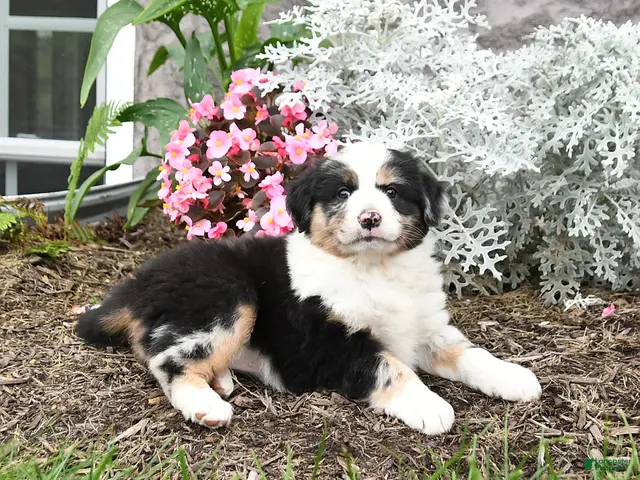 Australian Shepherd dogs for sale: Lucy - Ad 2