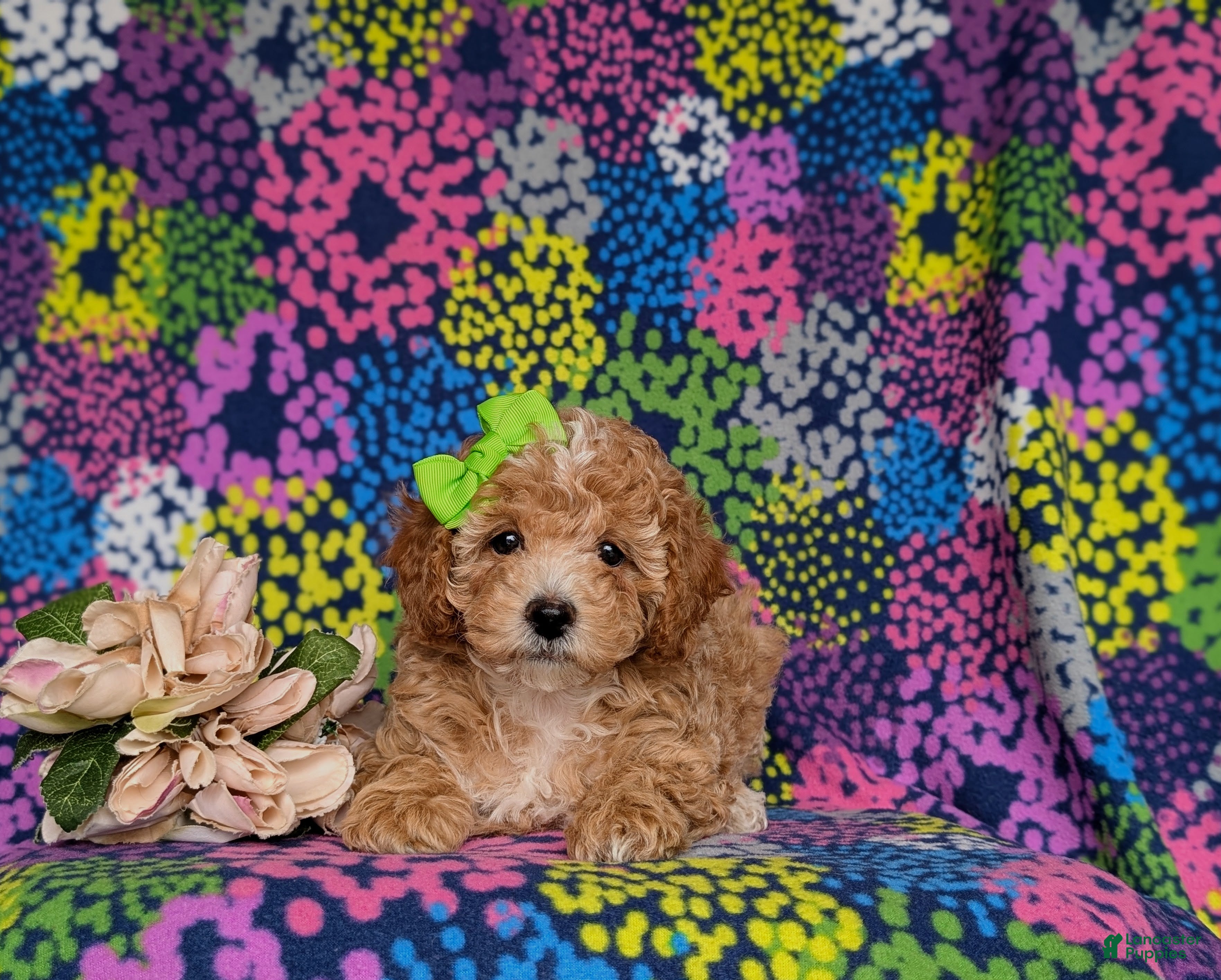 Miniature Poodle dogs for sale: Pheobe - Ad 6