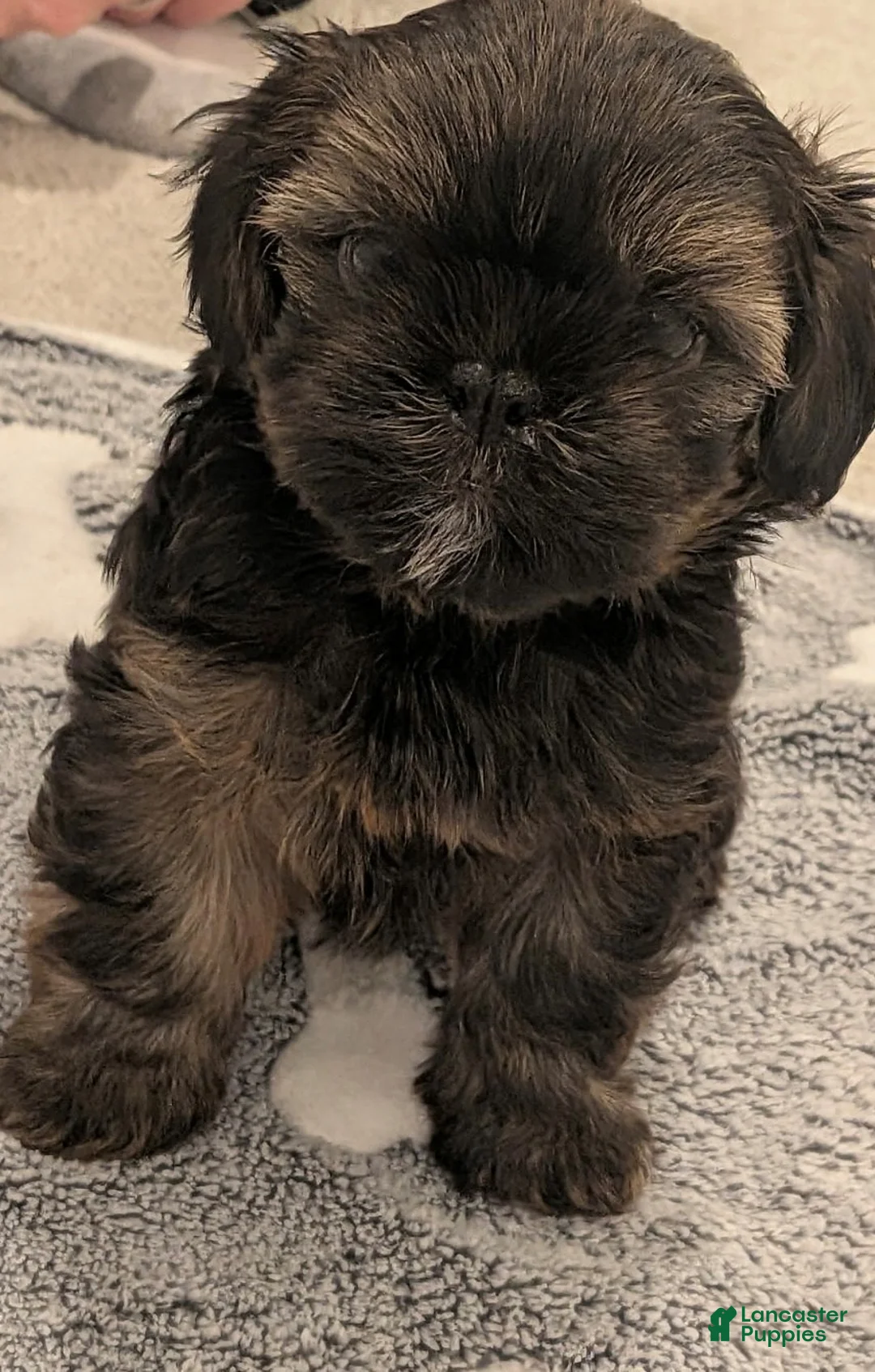 Shorkie dogs for sale: Blue Puppy - Ad 3