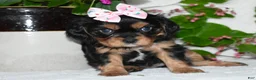Cavalier King Charles Spaniel dogs for sale: Cavalier King Charles Spaniel 3 - Ad 6
