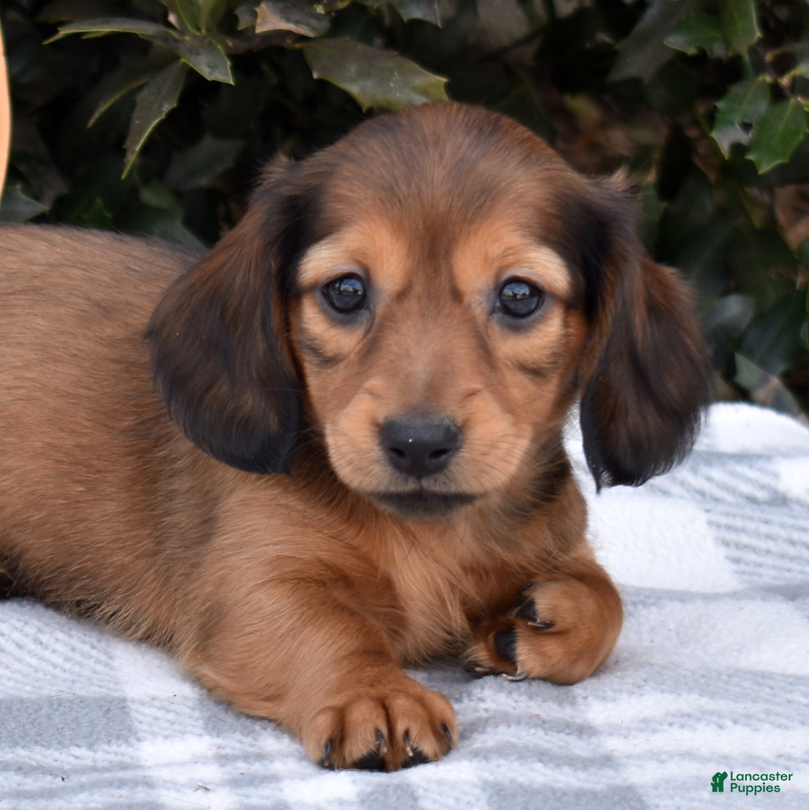 Miniature Dachshund dogs Muffin - Ad 1