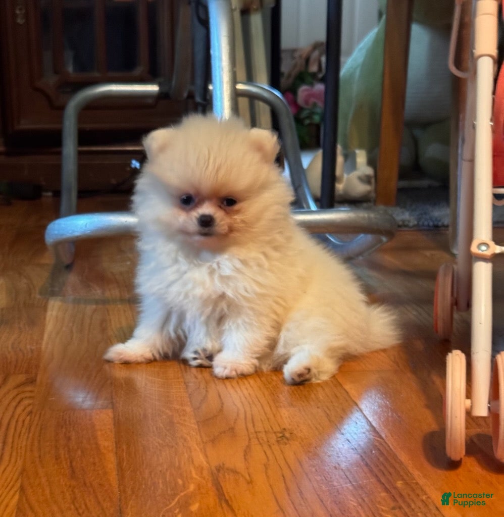 Pomeranian dogs Pearl - Ad 1