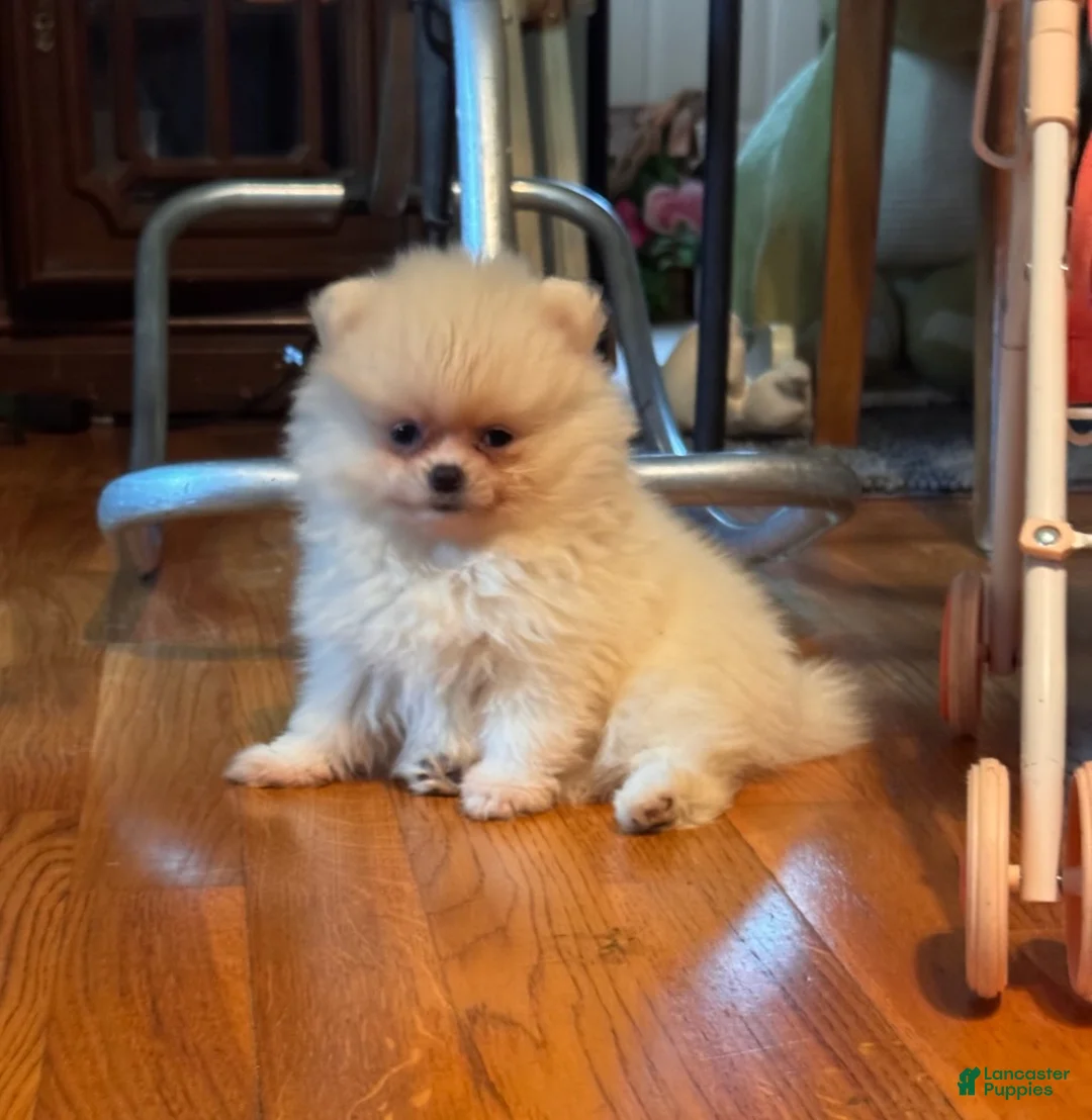 Pomeranian dogs for sale: Pearl - Ad 1
