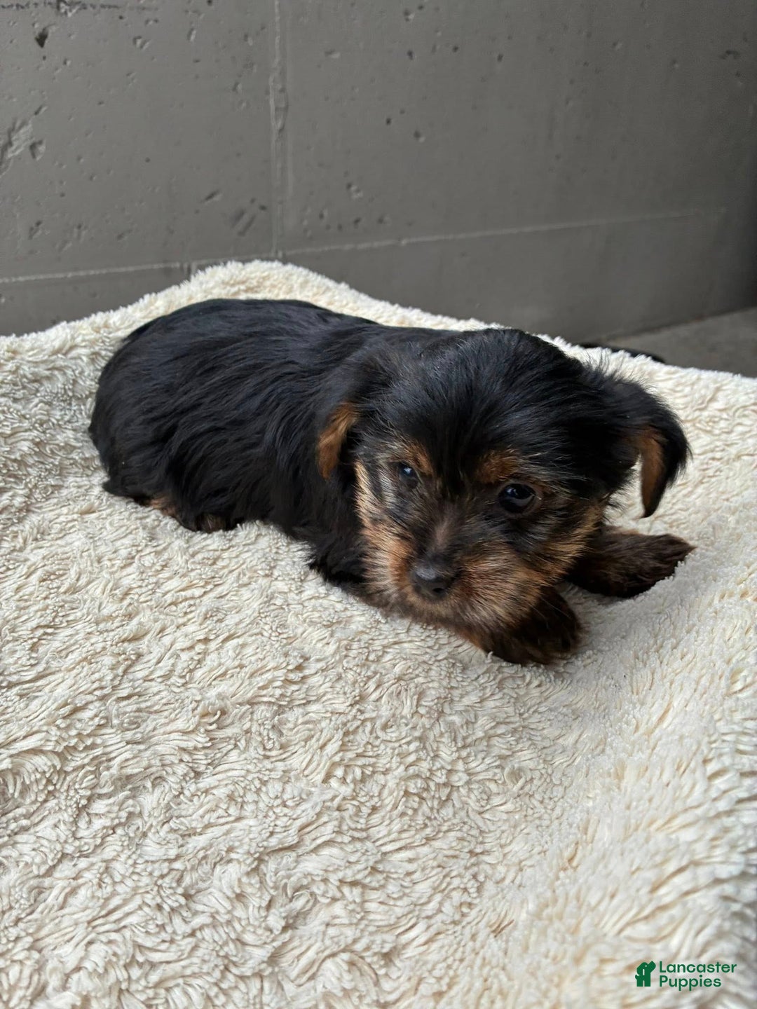 Yorkshire Terrier dogs for sale: Angel - Ad 2
