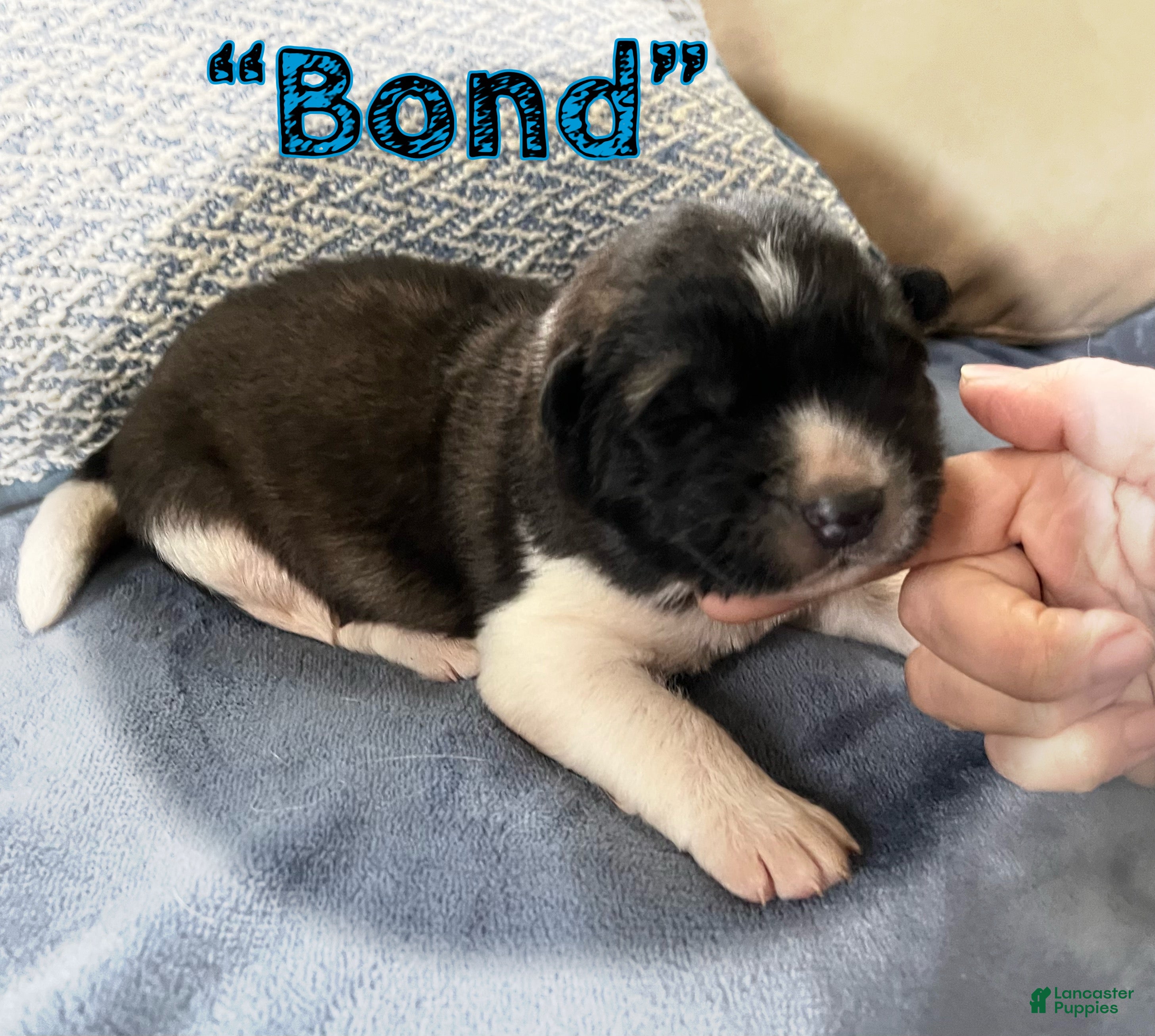 Akita dogs Bond - Ad 1