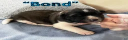 Akita dogs for sale: Bond - Ad 1
