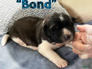 Akita dogs for sale: Bond - Ad 1