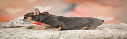 French Bulldog dogs for sale: Annie - Ad 4