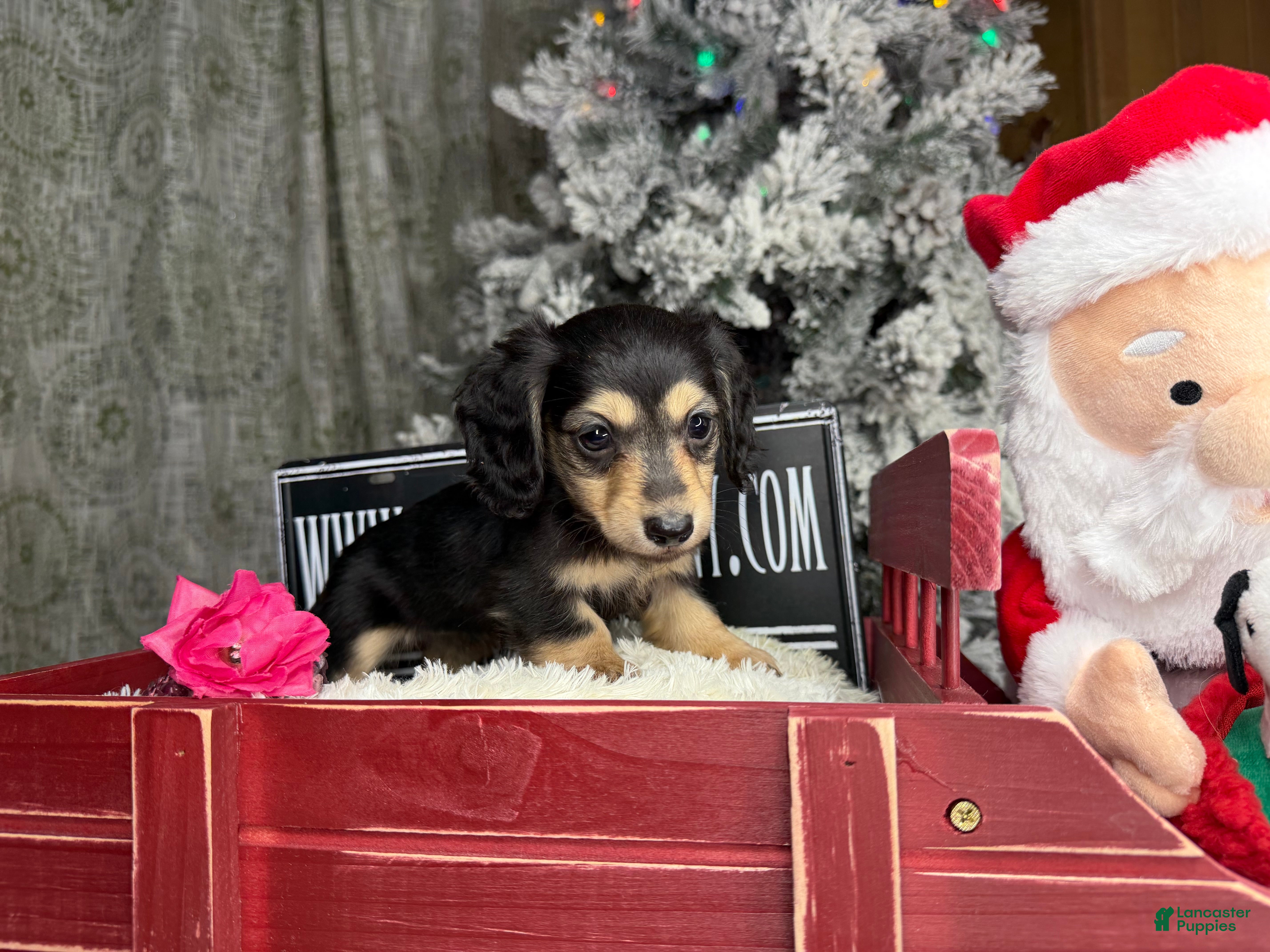 Miniature Dachshund dogs Black and cream South african - Ad 6