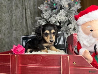 Miniature Dachshund dogs Black and cream South african - Ad 8