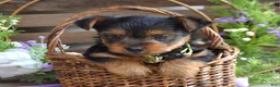 Yorkshire Terrier dogs for sale: Abby - Ad 3