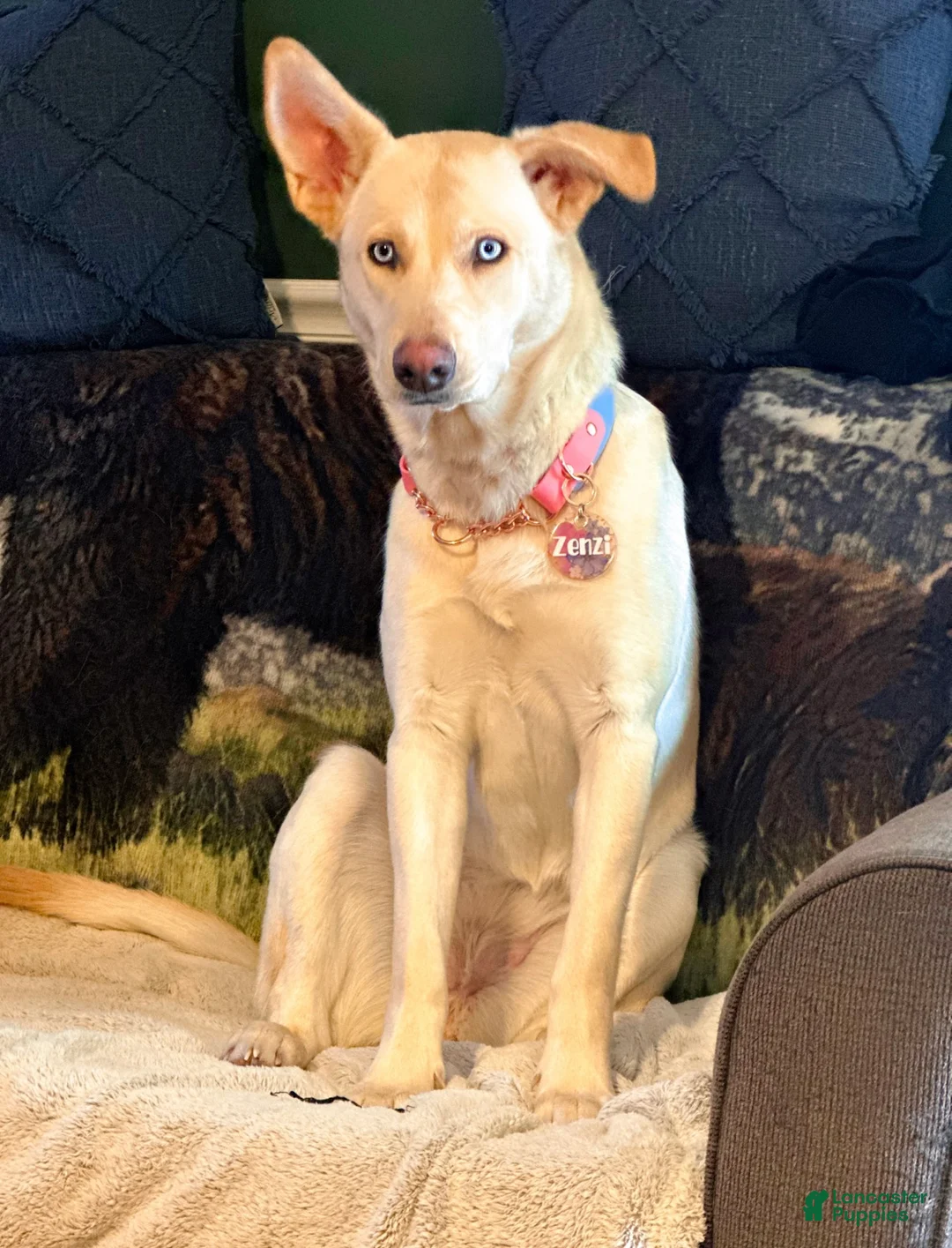 Gerberian Shepsky dogs for sale: Zenzi - Ad 1