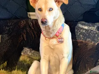 Gerberian Shepsky dogs Zenzi - Ad 4