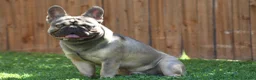 French Bulldog dogs for sale: French Bulldog 5 - Ad 9