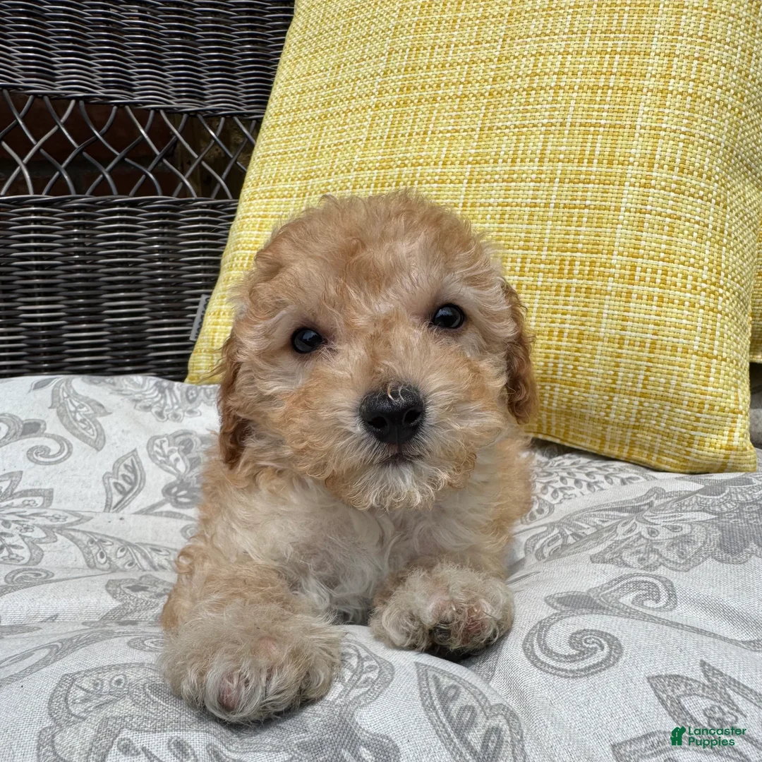 Toy Poodle dogs for sale: Honey  - Ad 12