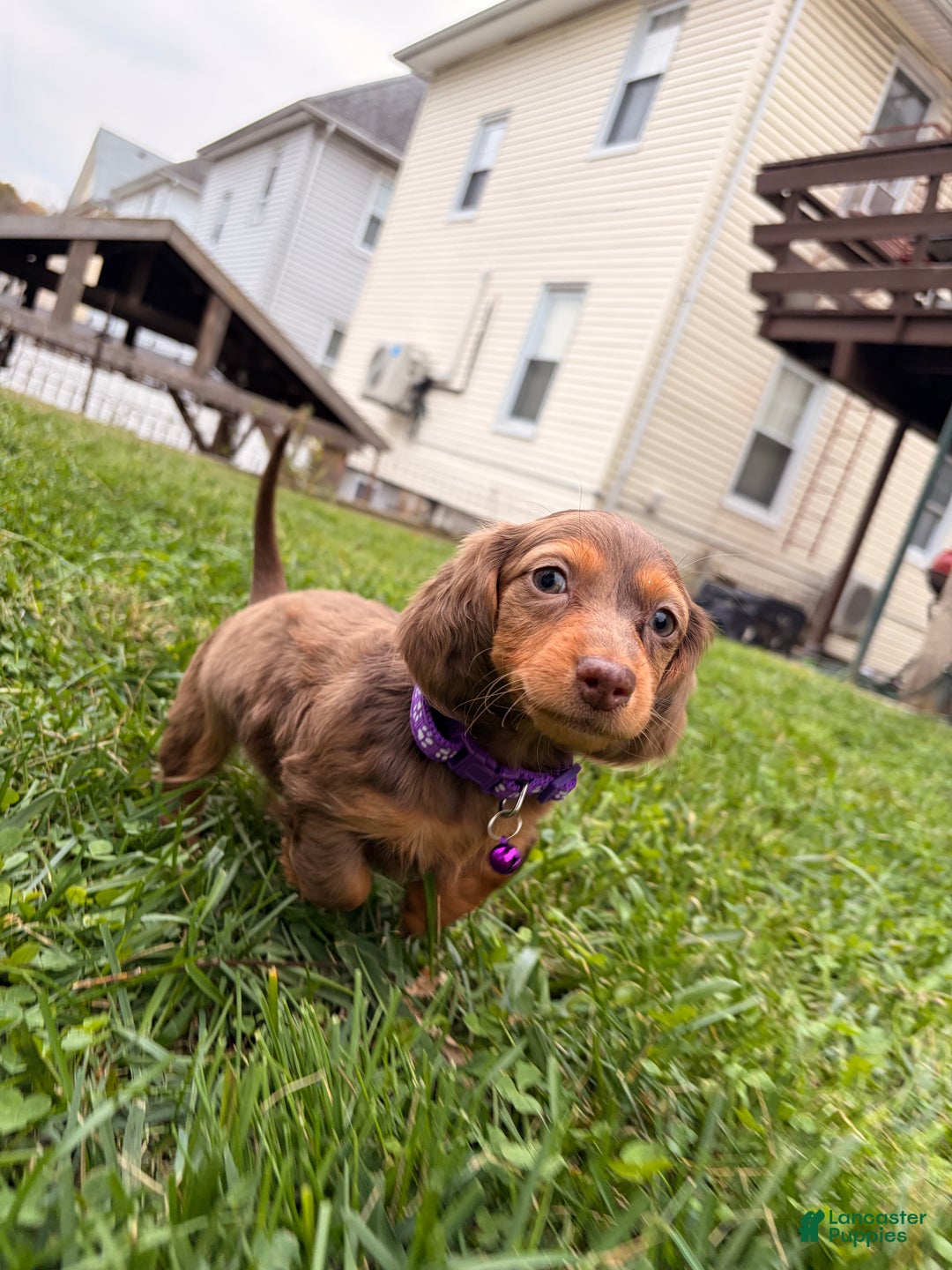 Miniature Dachshund dogs for sale: Ginger - Ad 9